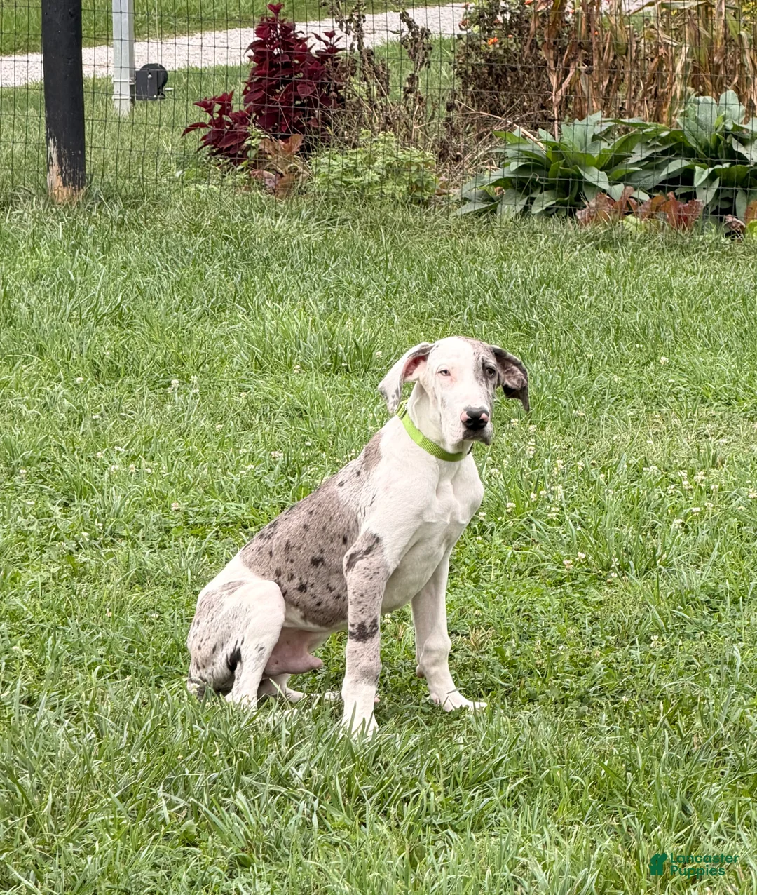 Great Dane dogs for sale: Patches Great Dane  - Ad 1