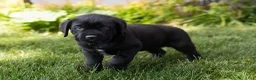 Cane Corso dogs for sale: Monte - Ad 3