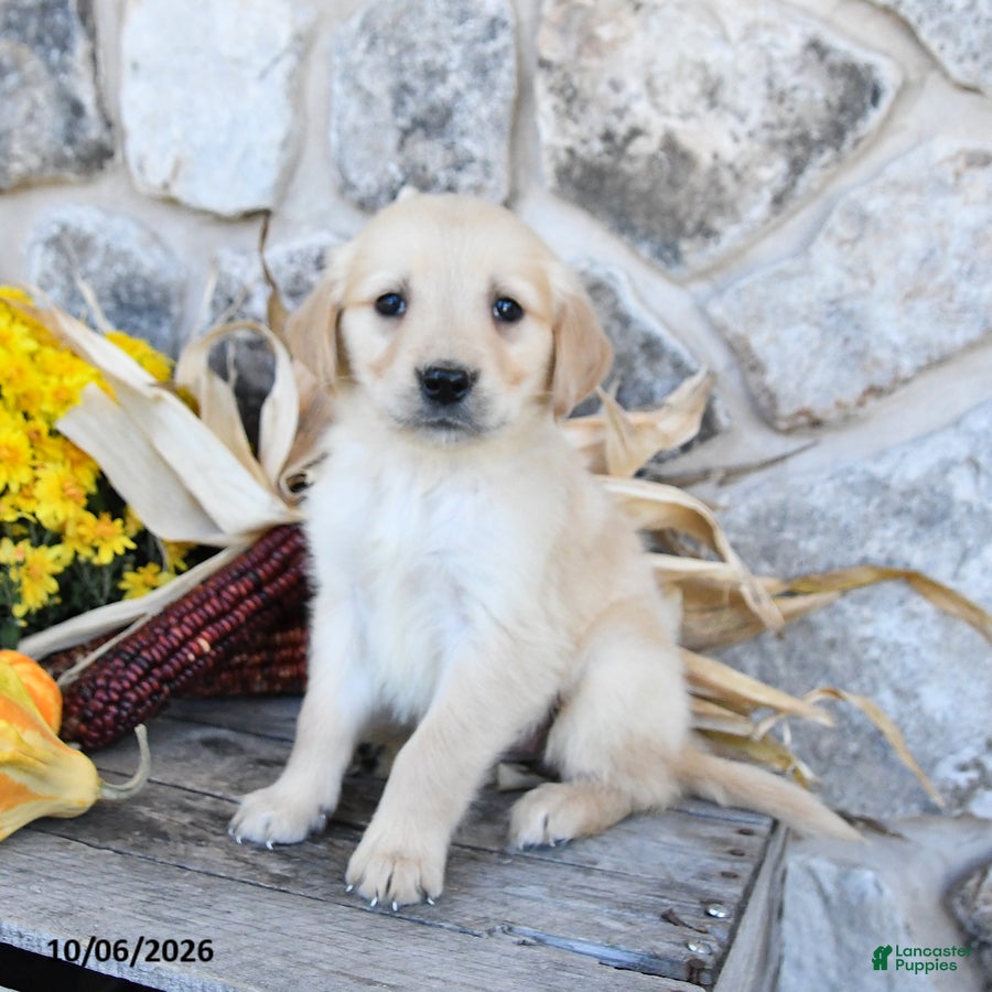 Golden Retriever dogs Dolly - Ad 1