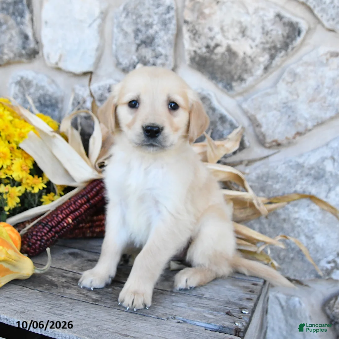 Golden Retriever dogs for sale: Dolly - Ad 1