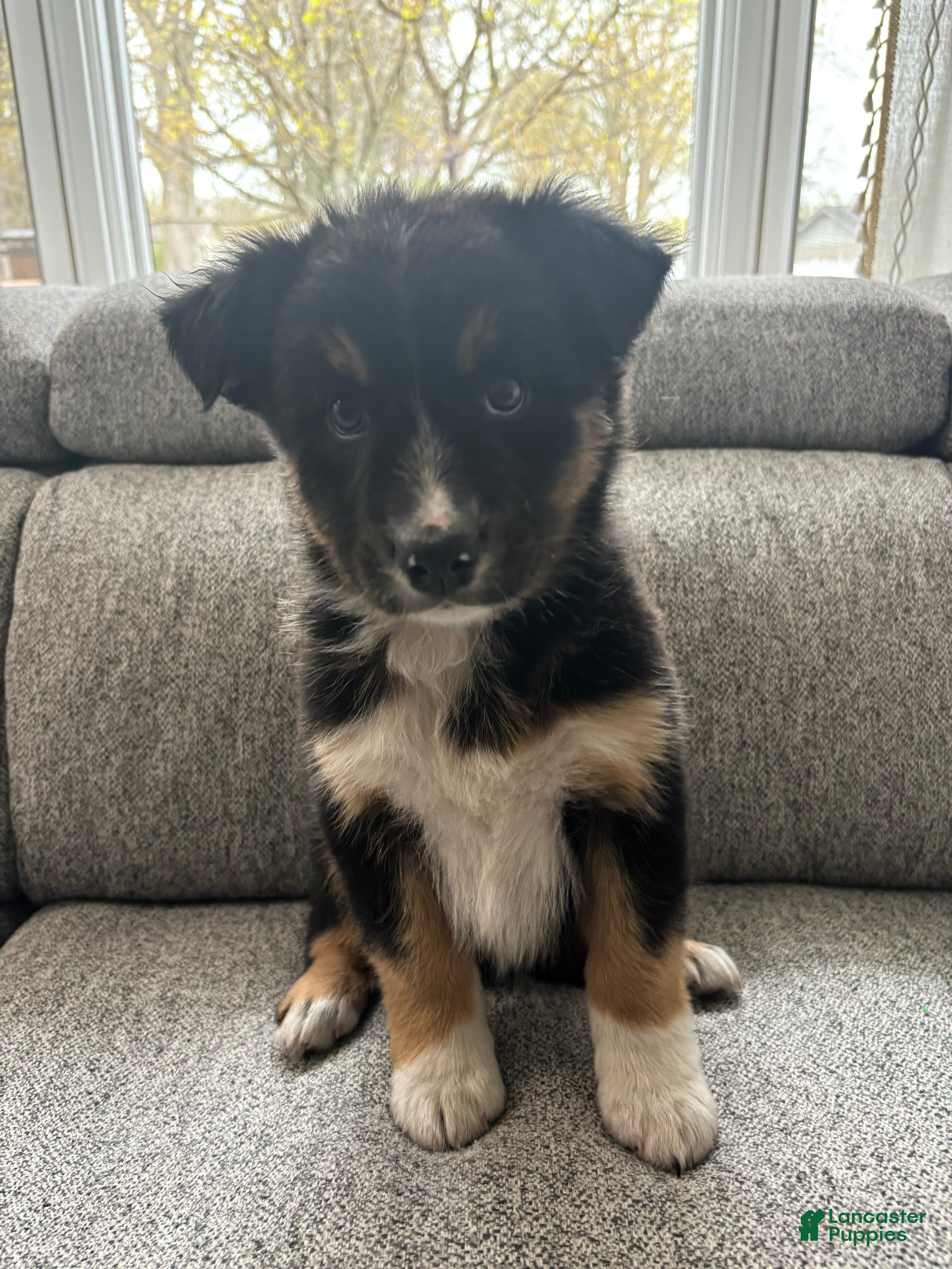 Mixed Breed dogs George - Ad 4