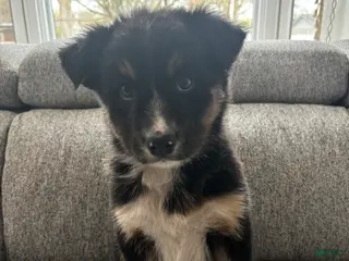 Mixed Breed dogs George - Ad 4