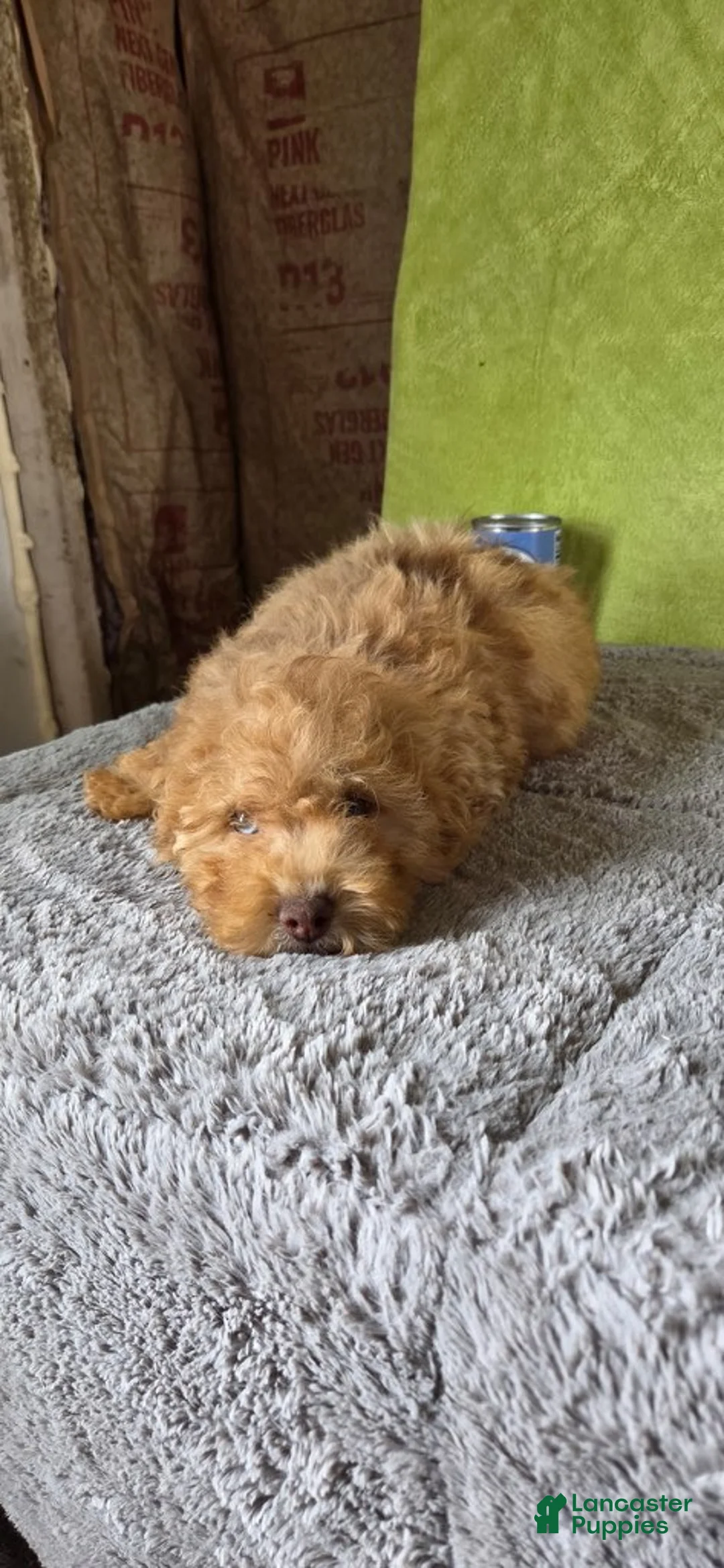 Miniature Poodle dogs for sale: Oliver - Ad 1