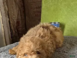 Miniature Poodle dogs for sale: Oliver - Ad 2