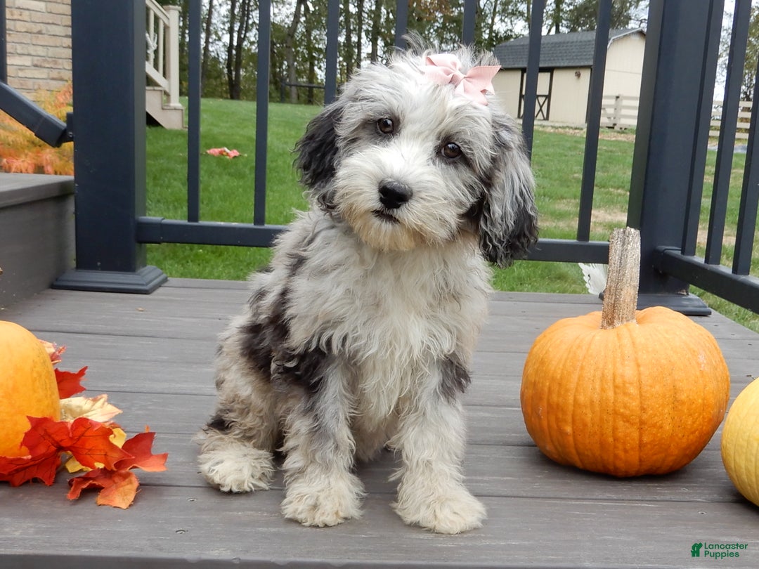 Sheepadoodle dogs for sale: Panda (medium) - Ad 6