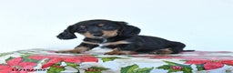 Miniature Dachshund dogs for sale: Bear - Ad 4