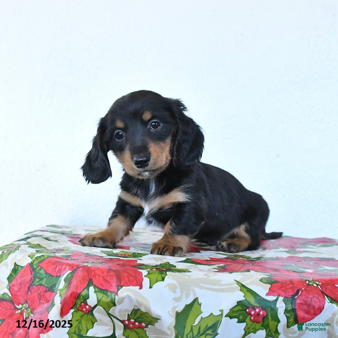 Miniature Dachshund dogs for sale: Bear - Ad 4