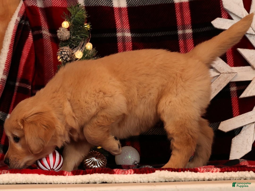 Golden Retriever dogs for sale: Rudolph - Ad 5