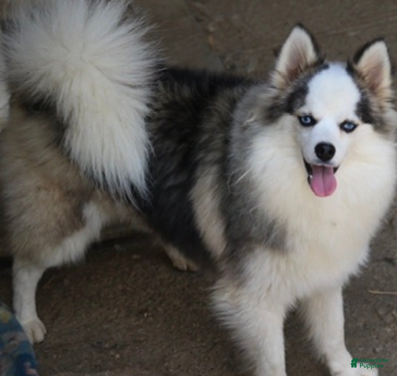 Pomsky dogs for sale: Bam bam  - Ad 31