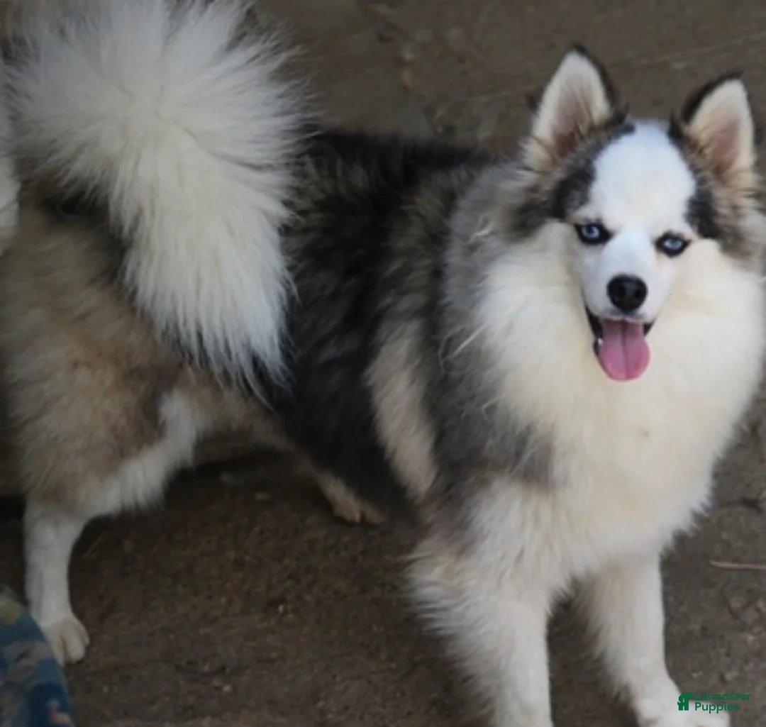 Pomsky dogs for sale: Bam bam  - Ad 1