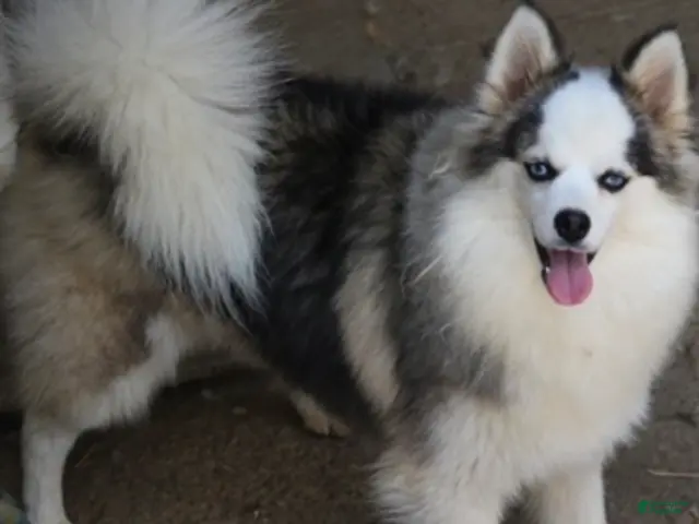 Pomsky dogs for sale: Bam bam - Ad 31