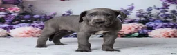 Great Dane dogs for sale: Luke - Ad 5