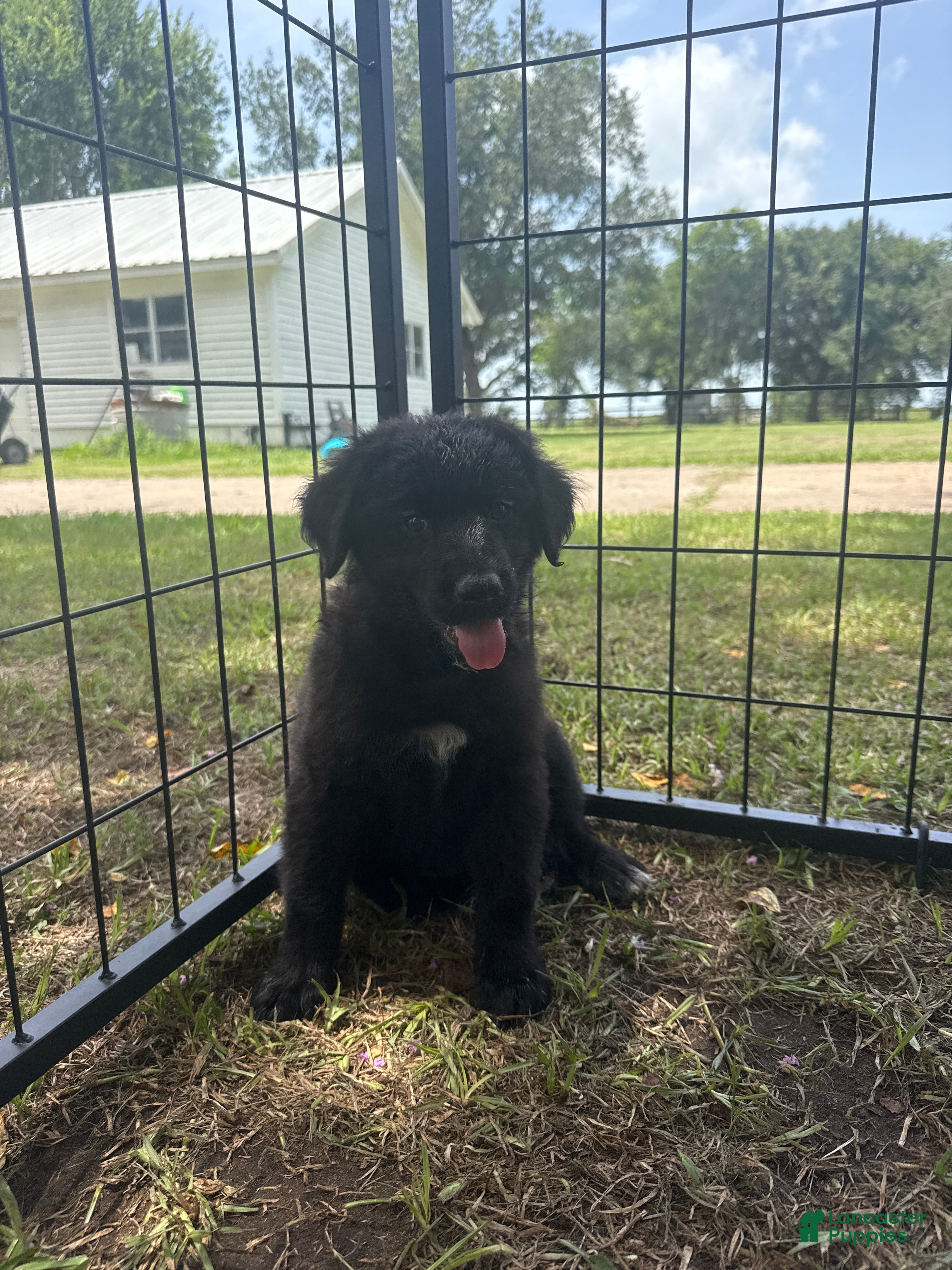 Mixed Breed dogs CoJo  - Ad 32