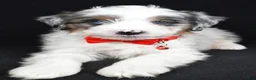 Mini Aussiedoodle dogs for sale: Seth - Ad 3
