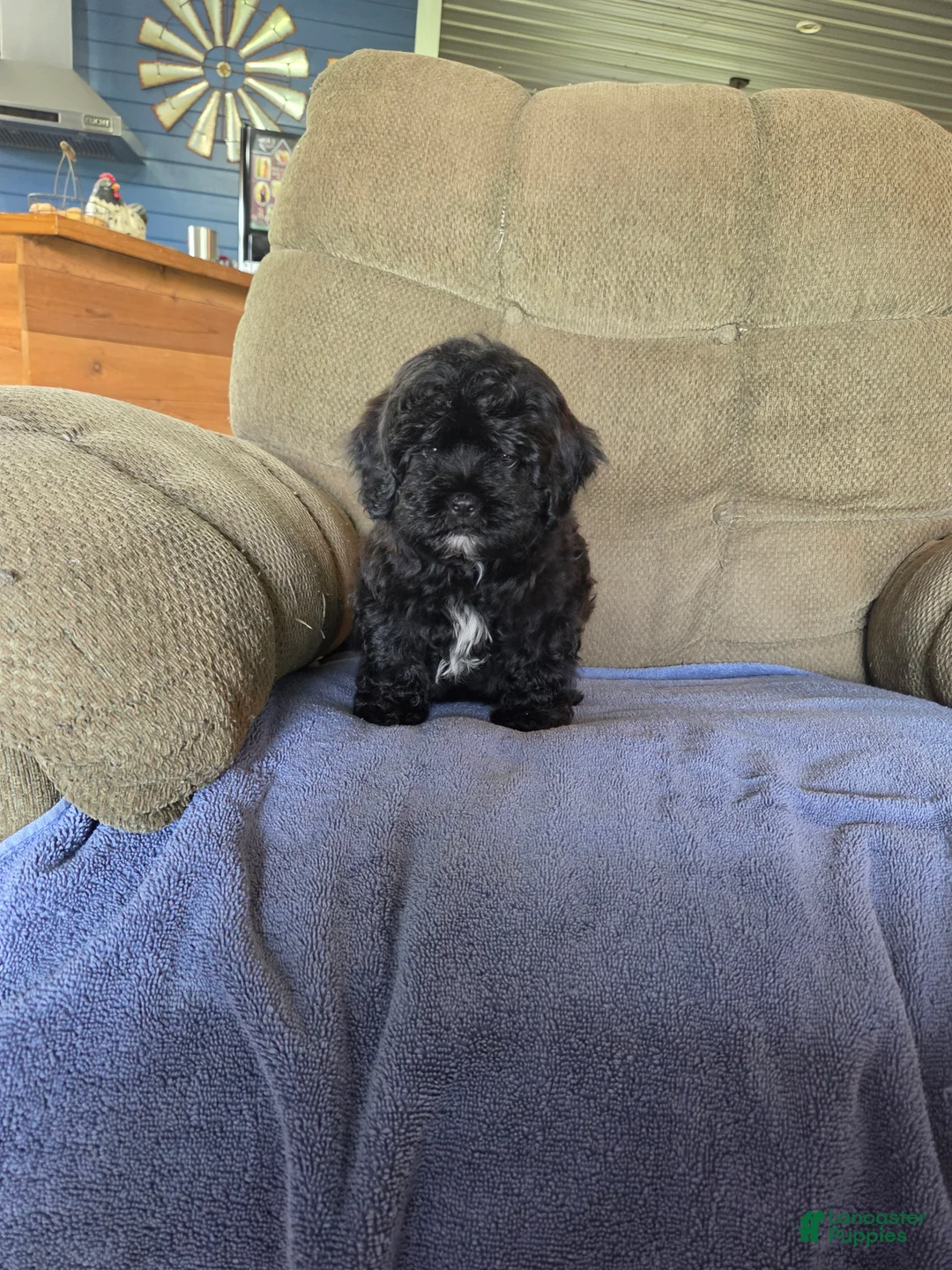 Shihpoo dogs for sale: Shihpoo Puppy 1 - Ad 3