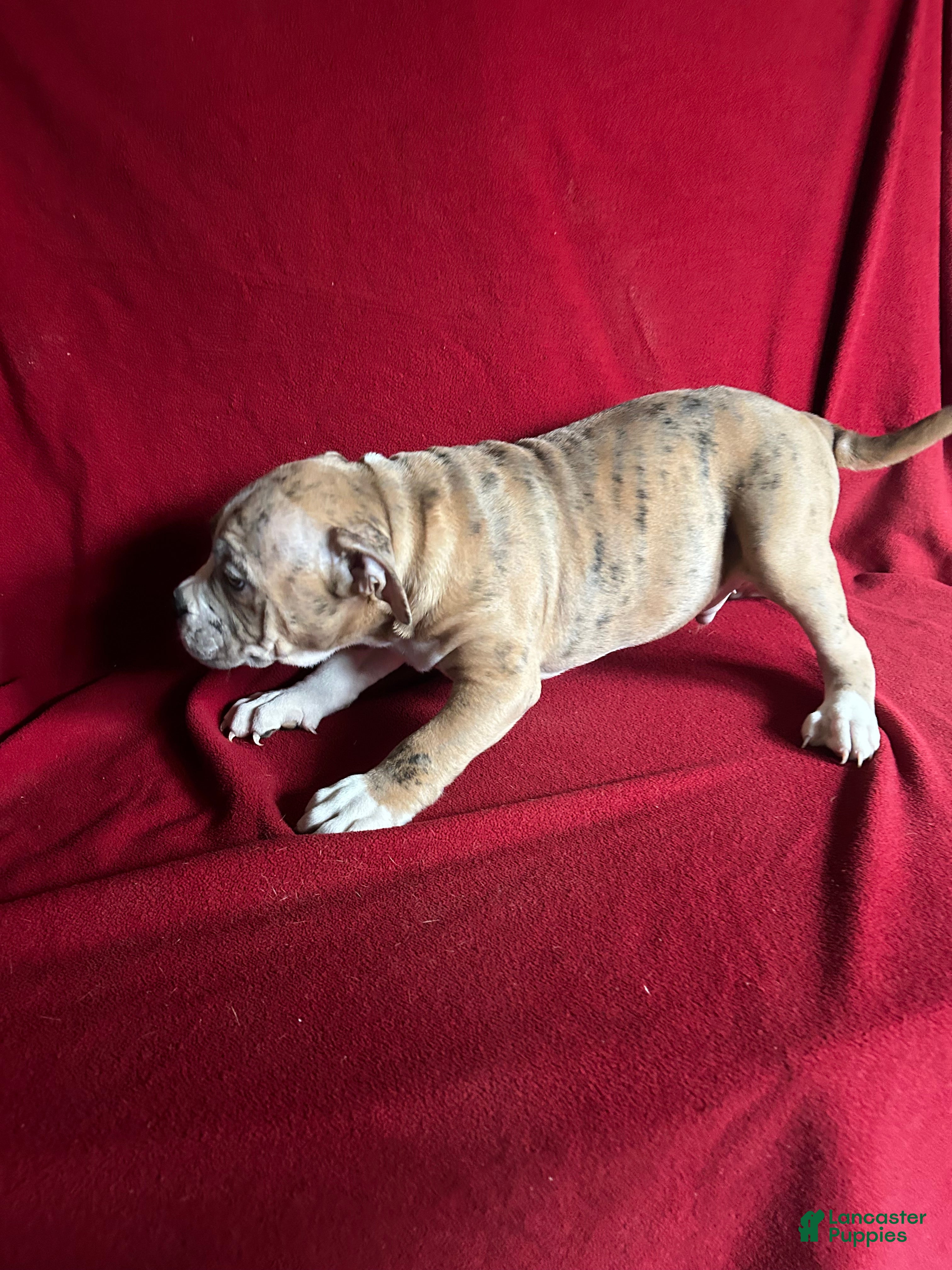 American Bully dogs American Bully Puppy 1 - Ad 2