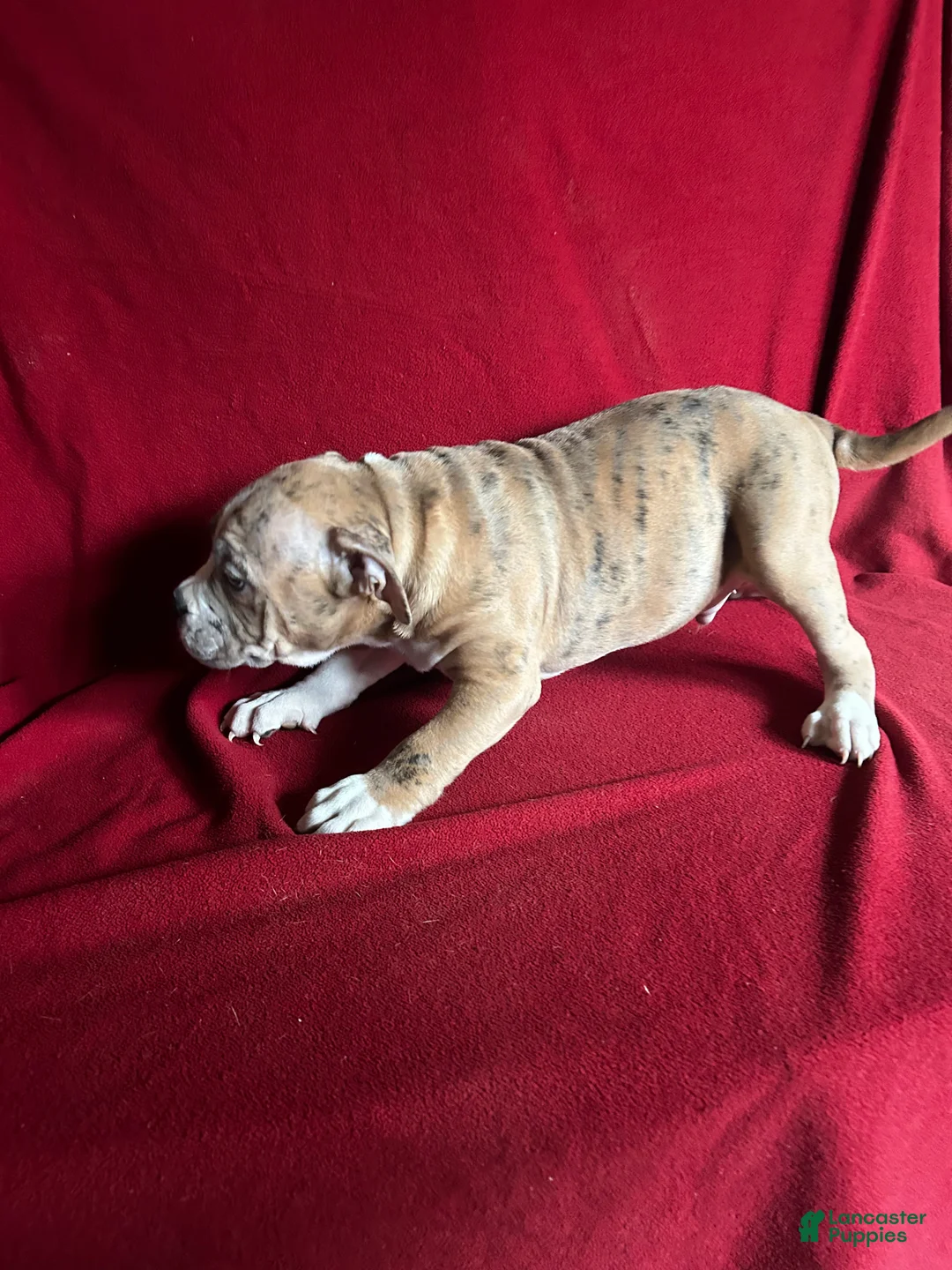 American Bully dogs for sale: American Bully Puppy 1 - Ad 2