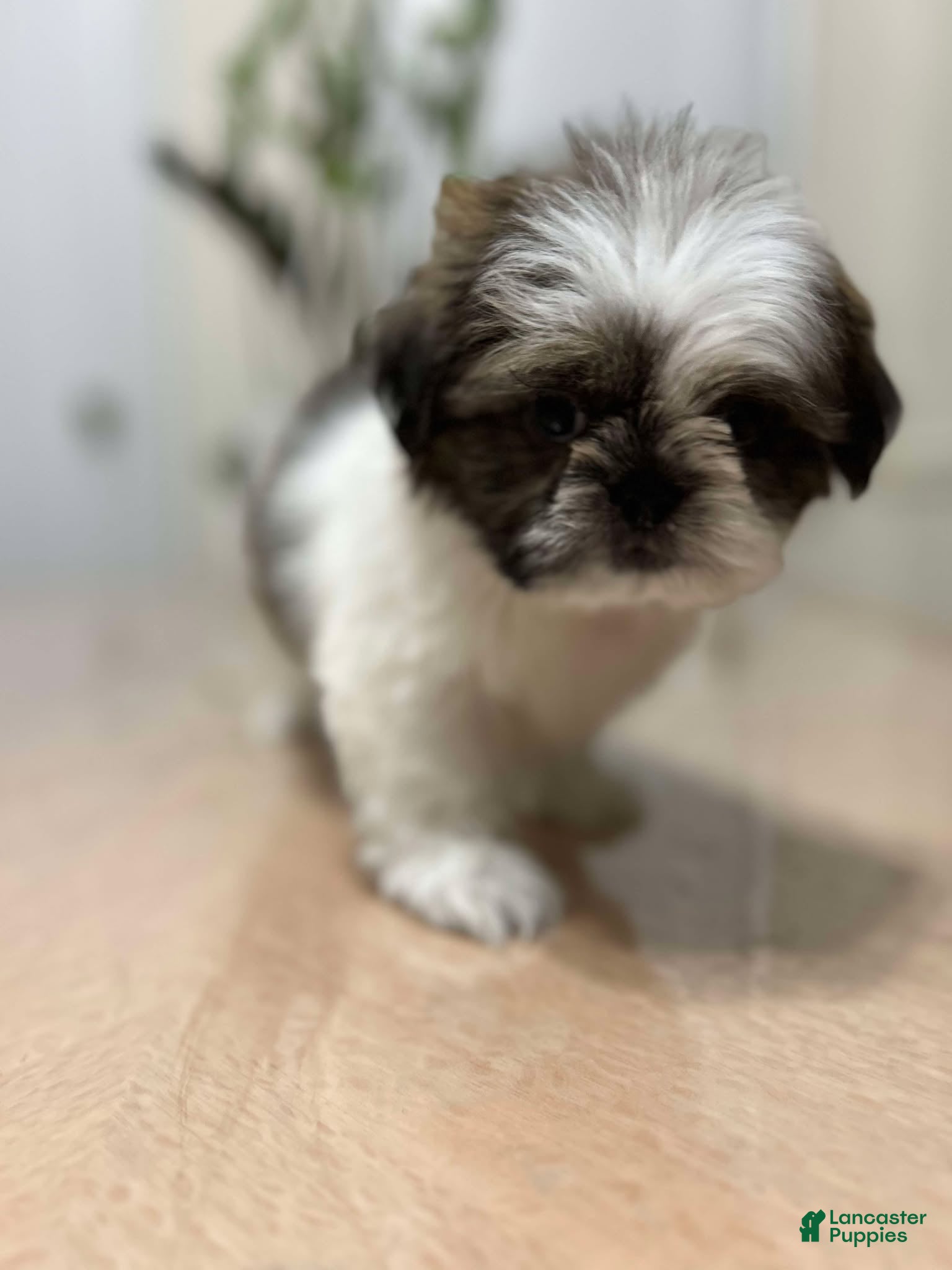 Shih Tzu dogs love - Ad 33
