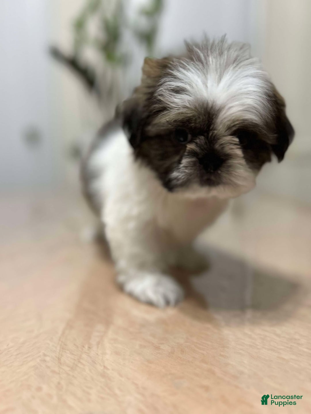 Shih Tzu dogs for sale: love - Ad 1
