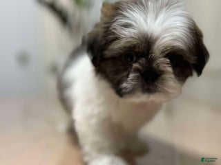 Shih Tzu dogs love - Ad 33