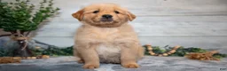 Golden Retriever dogs for sale: Ralphie - Ad 3