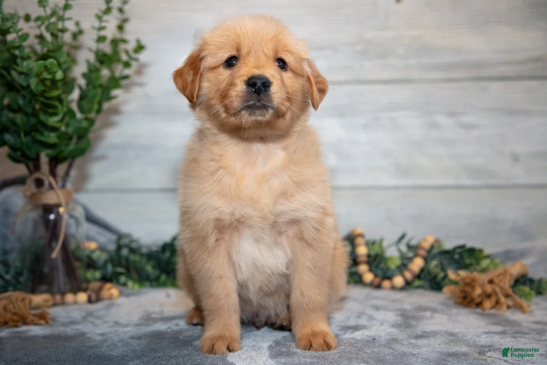Golden Retriever dogs for sale: Ralphie - Ad 3