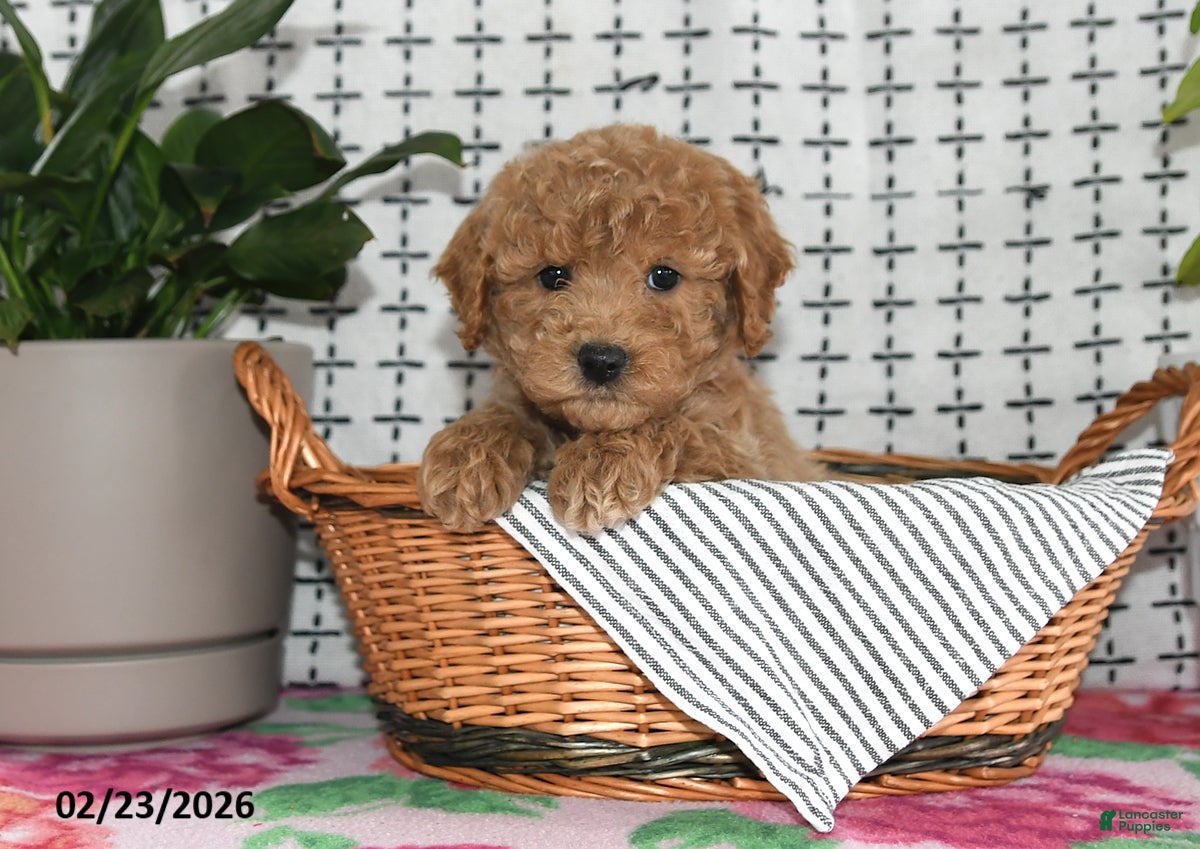 Goldendoodle dogs Remi - Ad 2