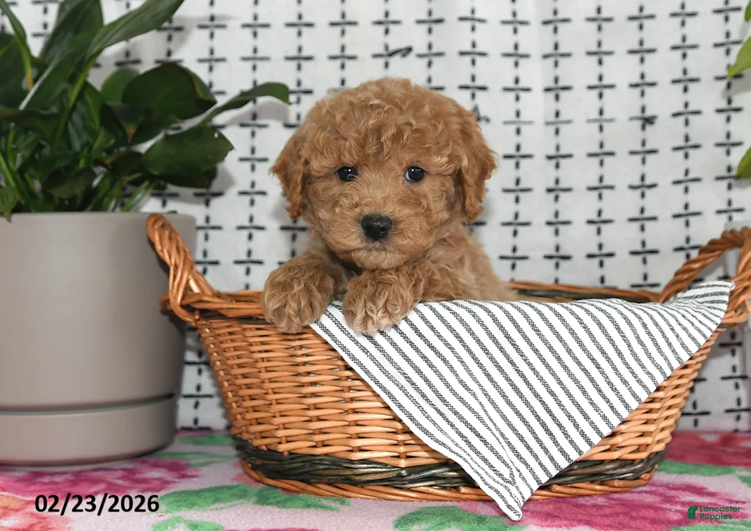 Goldendoodle dogs for sale: Remi - Ad 2