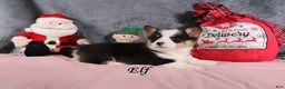 Welsh Corgi Pembroke dogs for sale: Elf - Ad 2
