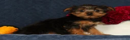 Yorkshire Terrier dogs for sale: Queenie - Ad 4