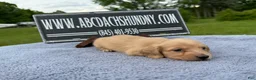 Miniature Dachshund dogs for sale: South African AKC Carrie’s Choc CR - Ad 8