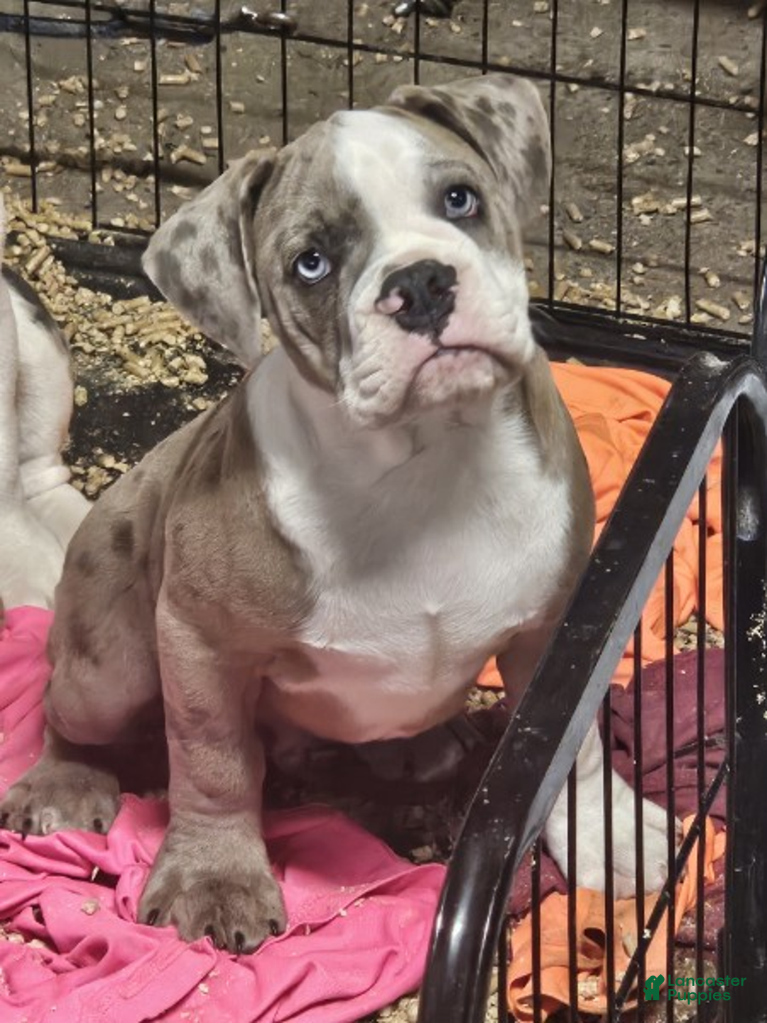Olde English Bulldogge litter of 12 puppies for sale in