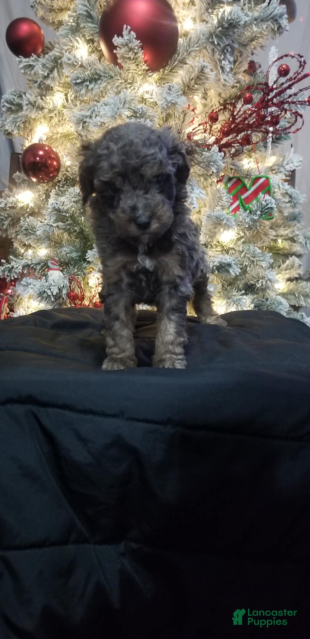Mini Aussiedoodle dogs for sale: Mini Aussiedoodle Puppy 4 - Ad 2