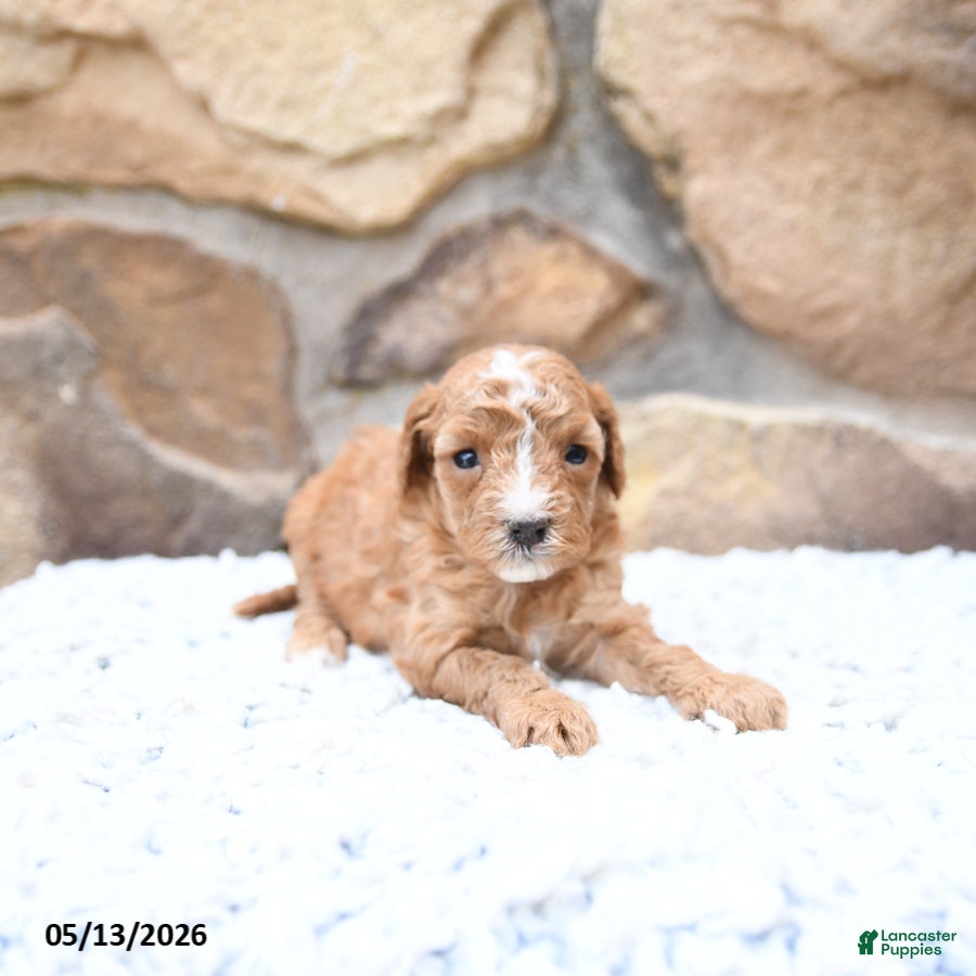 Cavapoo dogs Flora   - Ad 1