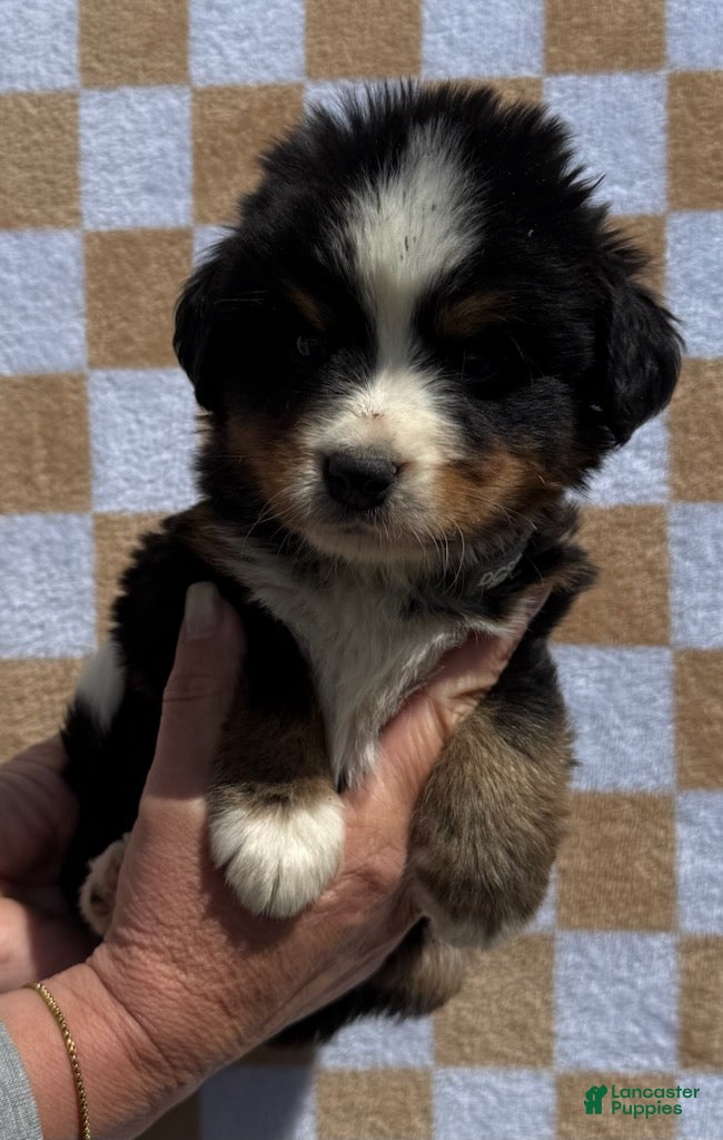 Bernese Mountain Dog dogs for sale: Charlie - Ad 3