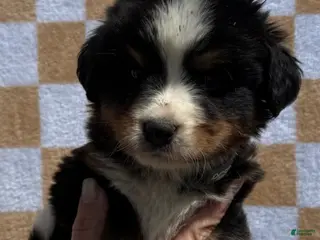 Bernese Mountain Dog dogs for sale: Charlie - Ad 3