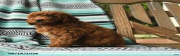 Cavapoo dogs for sale: Munchkin - Ad 3