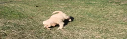 Golden Retriever dogs for sale: Teaspoon - Ad 12