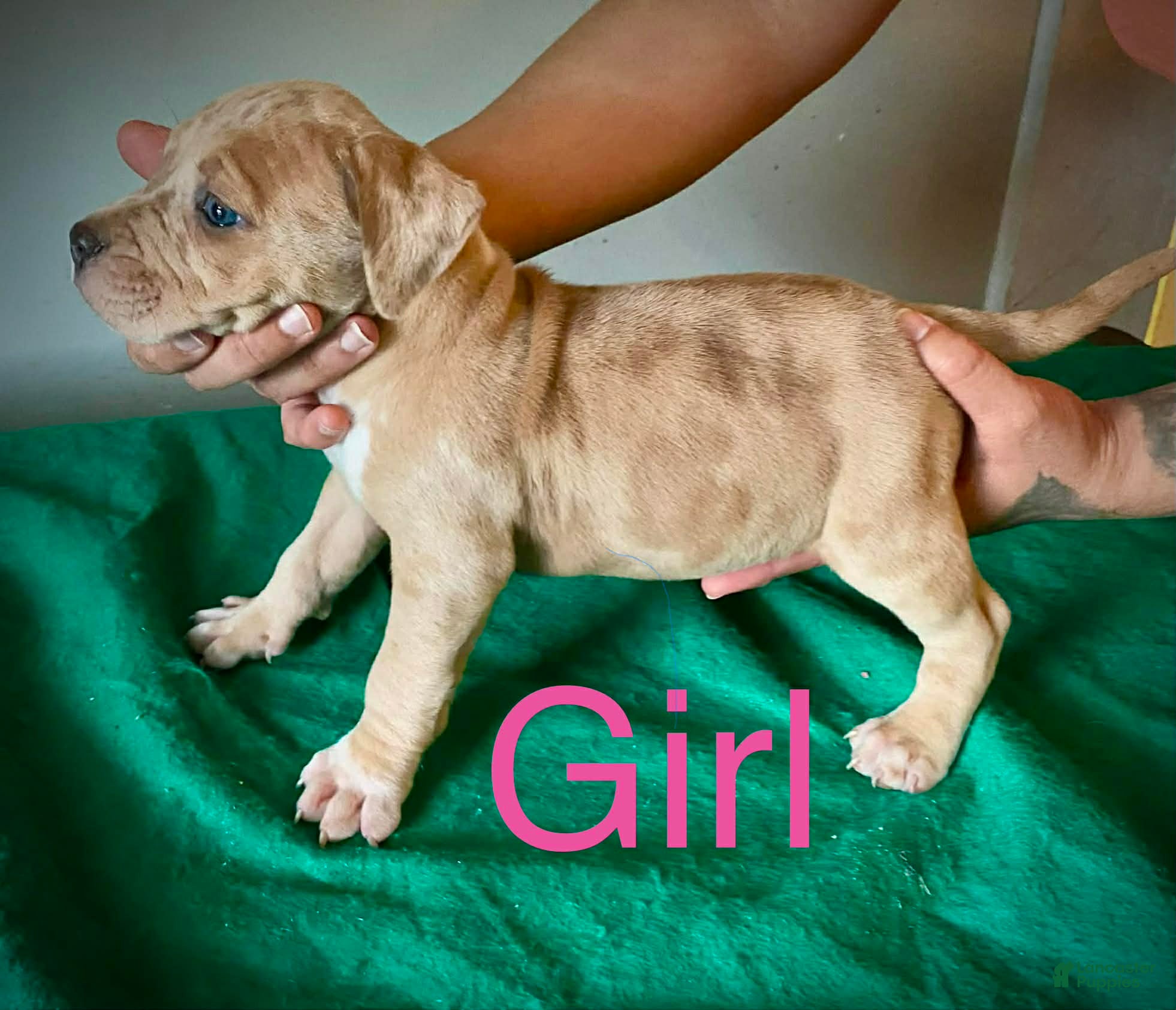 American Bully dogs for sale: American Bully Puppy 5 - Ad 3