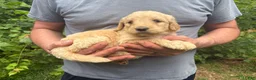 Goldendoodle dogs for sale: Goldendoodle 6 - Ad 3