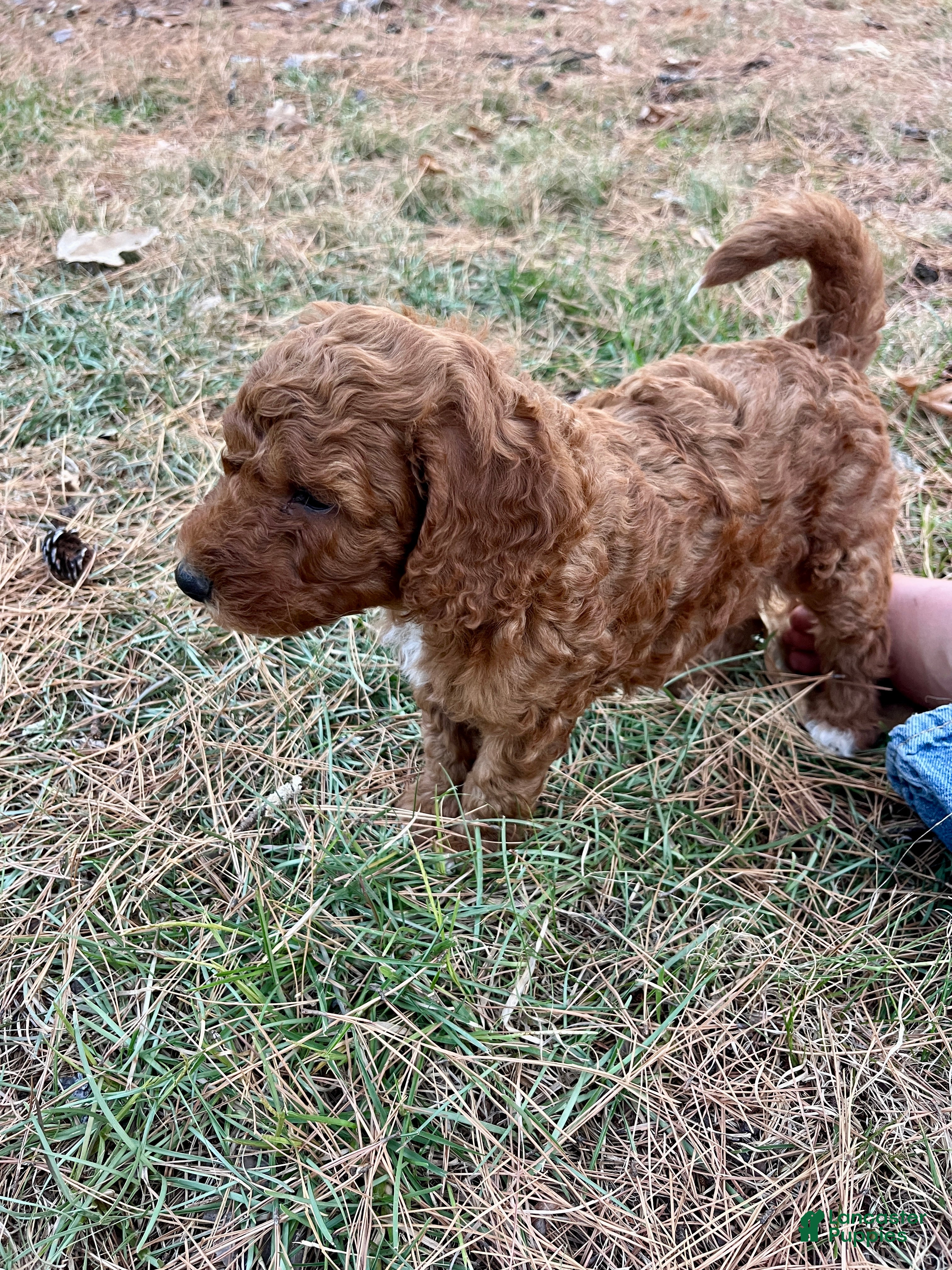 Goldendoodle dogs Robbie Medium-sized F1BB - Ad 2
