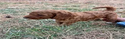 Goldendoodle dogs for sale: Robbie Medium-sized F1BB - Ad 3