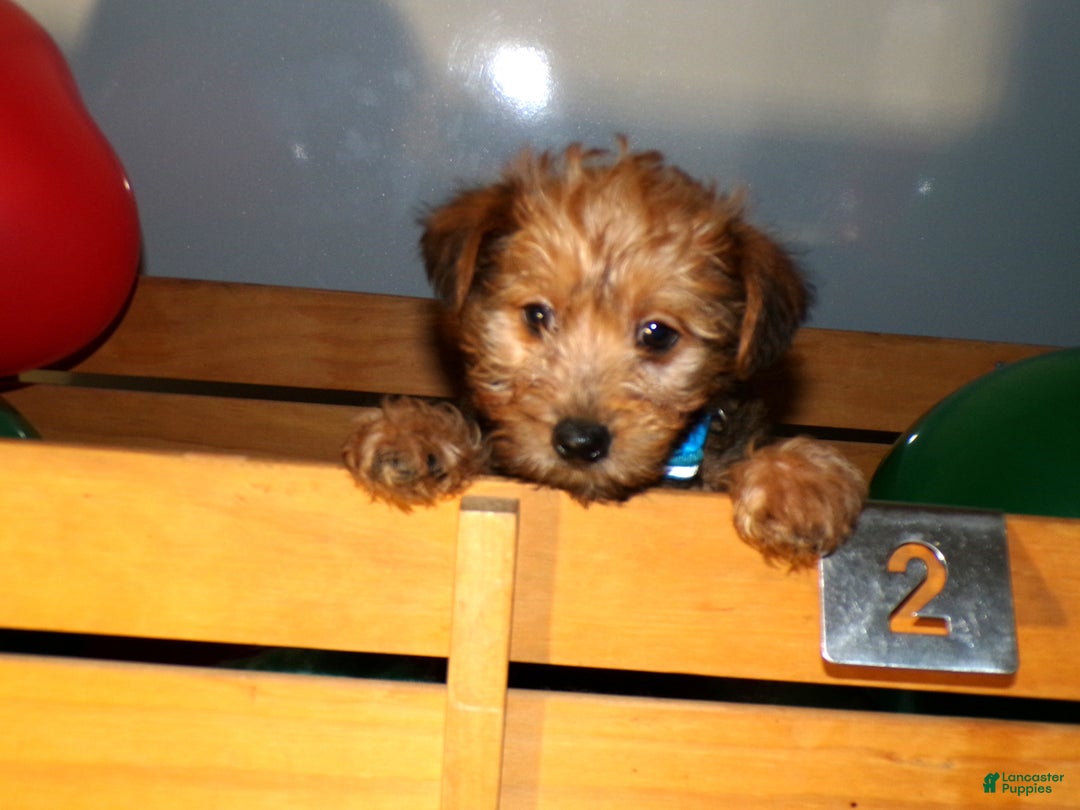 Pomapoo dogs for sale: Pomapoo Lewis - Ad 2