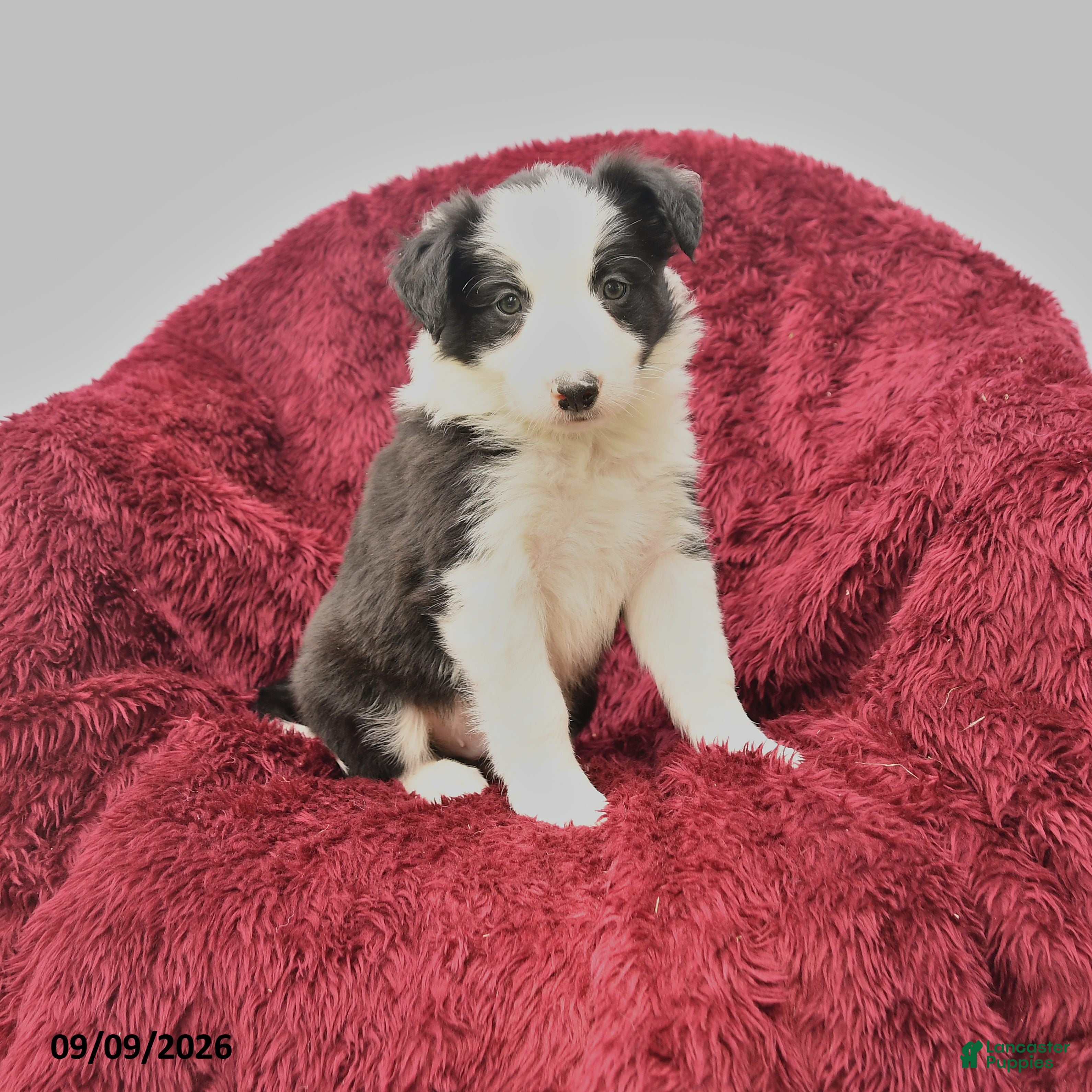 Border Collie dogs Noah - Ad 1