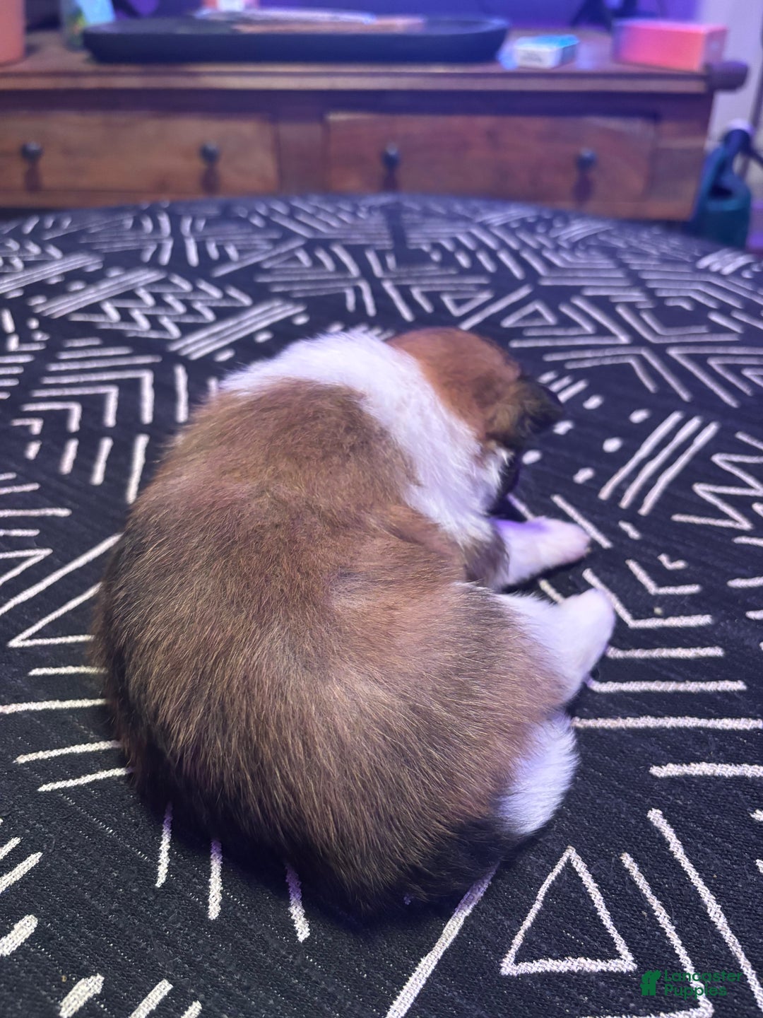 Pomeranian dogs for sale: Sparkles - Ad 5