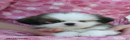 Shih Tzu dogs for sale: Atley - Ad 3