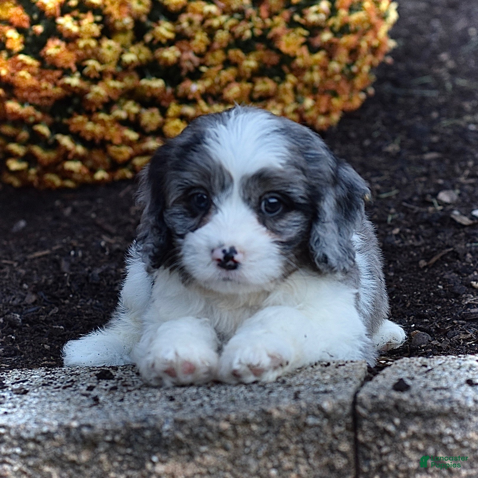 Cavapoo dogs Duke - Ad 2
