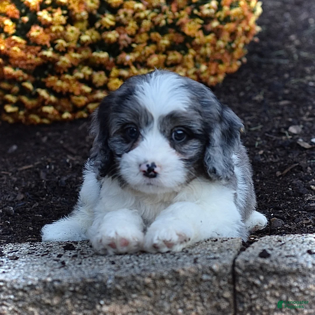Cavapoo dogs for sale: Duke - Ad 2