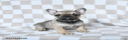 French Bulldog dogs for sale: Haylee - Ad 3