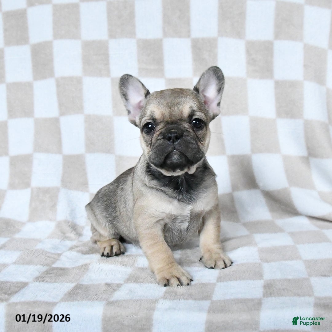French Bulldog dogs for sale: Haylee - Ad 3